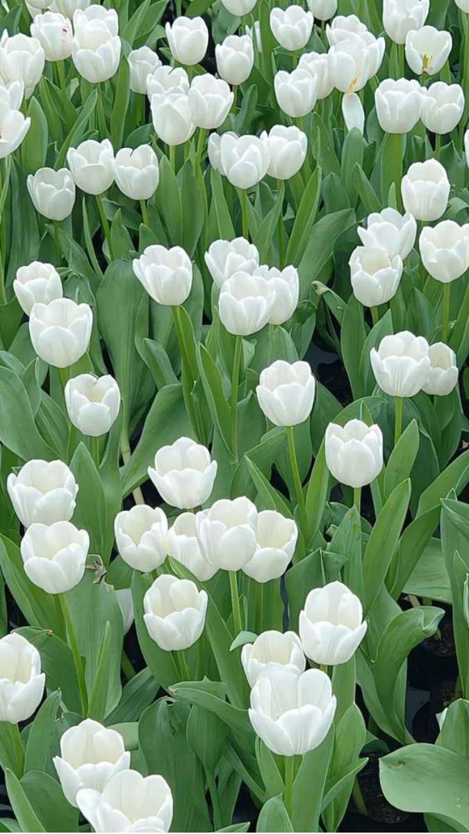 Hình nền hoa Tulip cho điện thoại đẹp nhất 6