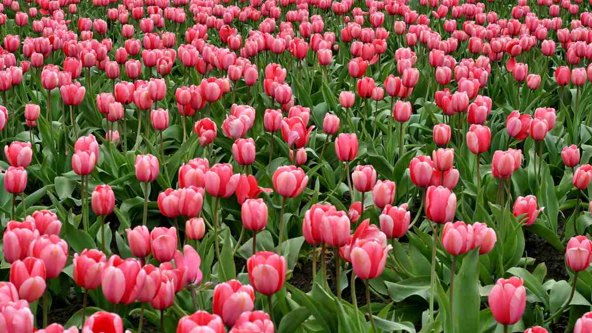 Hình nền máy tính hoa Tulip đẹp nhất 5