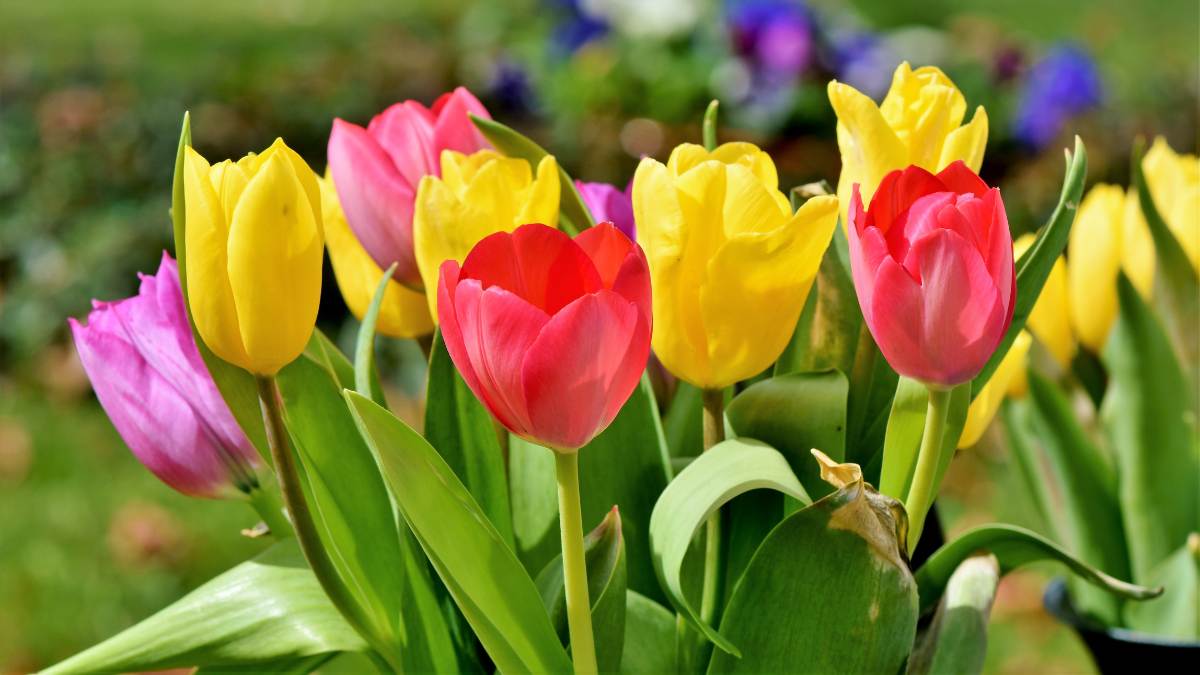 Hình nền máy tính hoa Tulip đẹp nhất 8