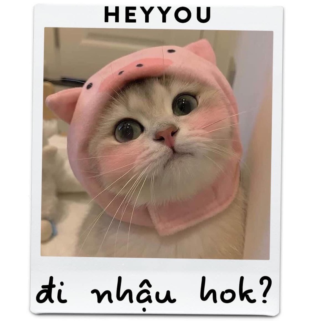 Meme mèo dễ thương 1