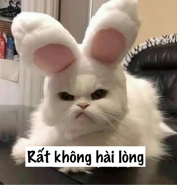 Meme mèo giận dỗi 2